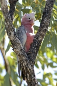 galah-picture;galah;eolophus-roseicapillus;cacatua-roseicapillus;pink-parrot;parrot;australian-parro