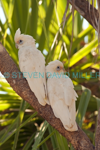 little corella picture;little corella;corella;cacatua sanguinea;white corella;white parrot;bird with blue sky;parrot with blue sky;australian parrot;australian corella;corella pair;little corella pair;mary river;shady camp;northern territory;australia;steven david miller;natural wanders