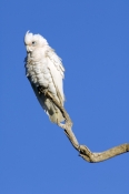 little-corella-picture;little-corella;corella;white-parrot;australian-cockatoo;australian-parrot;cac