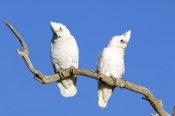 little-corella-picture;little-corella;little-corellas;corellas;pair-of-corellas;pair-of-white-parrot
