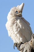 little-corella-picture;little-corella;corella;white-parrot;australian-cockatoo;australian-parrot;cac