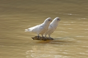 little-corella-picture;little-corella;little-corella-wing-extended;parrot-wing;bird-with-open-wings;