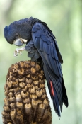 red-tailed-black-cockatoo-picture;red-tailed-black-cockatoo;red-tailed-black-cockatoo;calyptorhynchu