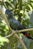 red-tailed-black-cockatoo-picture;red-tailed-black-cockatoo;red-tailed-black-cockatoo;calyptorhynchu
