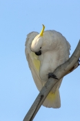 sulphur-crested-cockatoo-picture;sulphur-crested-cockatoo;sulphur-crested-cockatoo;cockatoo;australi