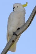 sulphur-crested-cockatoo-picture;sulphur-crested-cockatoo;sulphur-crested-cockatoo;cockatoo;australi