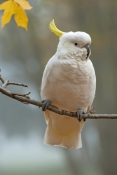 sulphur-crested-cockatoo-picture;sulphur-crested-cockatoo;sulfur-crested-cockatoo;cockatoo;cacatua-g