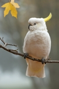 sulphur-crested-cockatoo-picture;sulphur-crested-cockatoo;sulfur-crested-cockatoo;cockatoo;cacatua-g