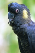 yellow-tailed-black-cockatoo-picture;yellow-tailed-black-cockatoo;yellow-tailed-black-cockatoo;black