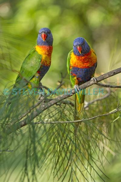 rainbow lorikeets;Tachybaptus novaehollandiae;cania gorge national park