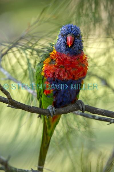 eye contact;bird with wet feathers;rainbow lorikeet;Tachybaptus novaehollandiae;cania gorge national park