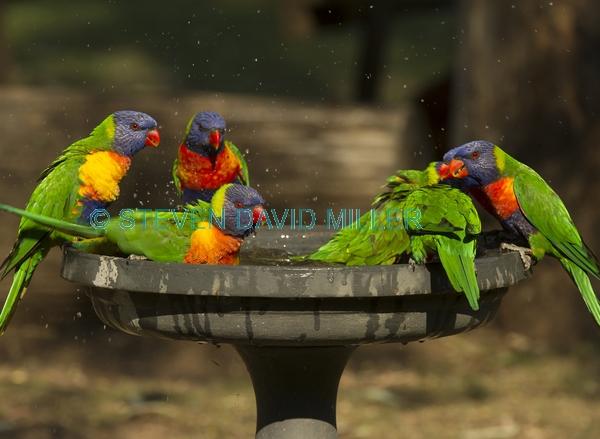 bird bathing;bird bath;rainbow lorikeet;Tachybaptus novaehollandiae;cania gorge national park