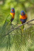 rainbow-lorikeets;Tachybaptus-novaehollandiae;cania-gorge-national-park