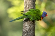 rainbow-lorikeet;Tachybaptus-novaehollandiae;cania-gorge-national-park;bird-with-fluffed-feathers