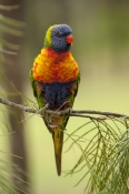 rainbow-lorikeet;Tachybaptus-novaehollandiae;cania-gorge-national-park