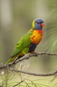 rainbow-lorikeet;Tachybaptus-novaehollandiae;cania-gorge-national-park