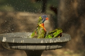 bird-bathing;bird-bath;rainbow-lorikeet;Tachybaptus-novaehollandiae;cania-gorge-national-park