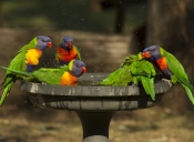 bird-bathing;bird-bath;rainbow-lorikeet;Tachybaptus-novaehollandiae;cania-gorge-national-park