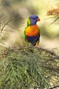 rainbow-lorikeet-picture;rainbow-lorikeet;trichoglossus-haematodus;parrot;lorikeet;australian-lorike