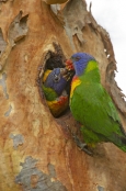 bird-feeding-chick;parrot-feeding-chick