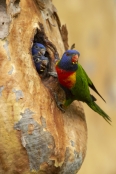 bird-feeding-chick;parrot-feeding-chick