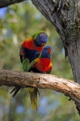 rainbow-lorikeet-picture;rainbow-lorikeet;trichoglossus-haematodus;parrot;lorikeet;australian-lorike