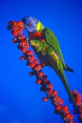 rainbow-lorikeet-picture;rainbow-lorikeet;lorikeet;trichoglossus-haematodus;colourful-parrot;colorfu