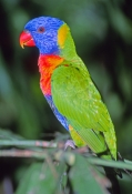 rainbow-lorikeet-picture;rainbow-lorikeet;lorikeet;colourful-lorikeet;colorful-lorikeet;australian-l
