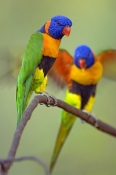 red-collared-lorikeet-picture;red-collared-lorikeet;red-collared-lorikeet;Trichoglossus-rubritorquis