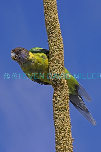twenty-eight parrot;australian ringneck parrot;Barnardius zonarius;bird feeding on grasstree