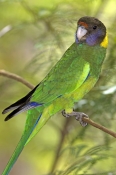 australian-ringneck-parrot-picture;australian-ringneck-parrot;twenty-eight-parrot;australian-parrot;