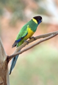 australian-ringneck-parrot-picture;australian-ringneck-parrot;port-lincoln-parrot-picture;port-linco