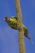 twenty-eight-parrot;australian-ringneck-parrot;Barnardius-zonarius;bird-feeding-on-grasstree