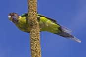 australian-ringneck-parrot-picture;australian-ringneck-parrot;twenty-eight-parrot;twenty-eight-parro