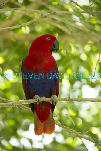 eclecturs parrot picture;eclectus parrot;female eclectus parrot;eclectus roratus;red and blue parrot;parrot;australian parrot;wildlife habitat;rainforest habitat;steven david miller;natural wanders