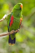 eclectus-parrot;male-eclectus-parrot;eclectus-roratus;australian-parrot;cape-york-parrot;bird-perche