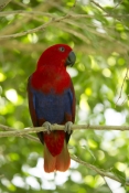 eclecturs-parrot-picture;eclectus-parrot;female-eclectus-parrot;eclectus-roratus;red-and-blue-parrot