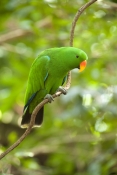 eclecturs-parrot-picture;eclectus-parrot;male-eclectus-parrot;eclectus-roratus;red-and-green-parrot;