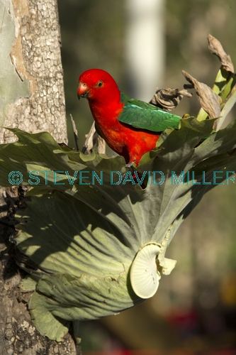 king parrot;australian king parrot;red and green parrot;male king parrot;cania gorge national park