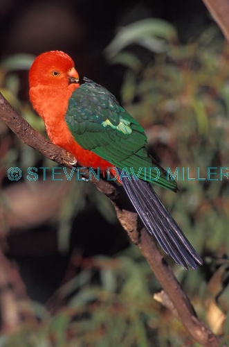 australian king parrot picture;australian king parrot;australian king-parrot;male australian king parrot;australian king parrot portrait;australian king parrot in tree;alisterus scapularis;red parrot;red and green parrot;lamington national park;queensland;steven david miller;natural wanders
