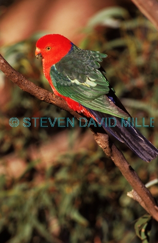 AUSTRALIA;BIRDS;COLOURFUL;NP;PARROTS;VERTEBRATES;VERTICAL;king parrot;alisterus scapularis