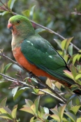 australian-king-parrot-picture;australian-king-parrot;australian-king-parrot;king-parrot;alisterus-s