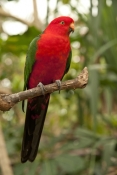 australian-king-parrot-picture;australian-king-parrot;australian-king-parrot;king-parrot-picture;mal