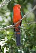 australian-king-parrot-picture;australian-king-parrot;australian-king-parrot;male-australian-king-pa