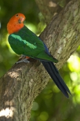 australian-king-parrot-picture;australian-king-parrot;australian-king-parrot;male-australian-king-pa
