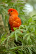 red-and-green-parrot