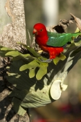 king-parrot;australian-king-parrot;red-and-green-parrot;male-king-parrot;cania-gorge-national-park