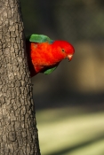 king-parrot;australian-king-parrot;red-and-green-parrot;male-king-parrot;cania-gorge-national-park