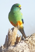 mulga-parrot-picture;mulga-parrot;psephotus-varius;green-parrot;blue-green-parrot;parrot-on-tree-stu