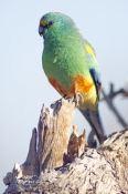 mulga-parrot-picture;mulga-parrot;psephotus-varius;green-parrot;blue-green-parrot;parrot-on-tree-stu